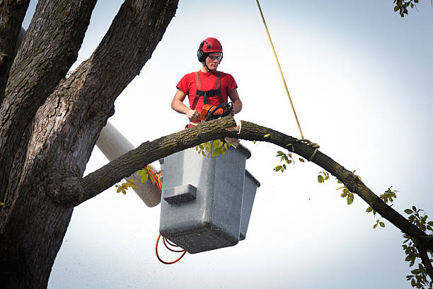 Best Tree Pruning Services  in Coto De Za, CA